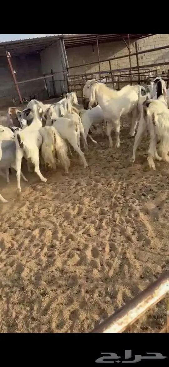 معزا للبيع . 3