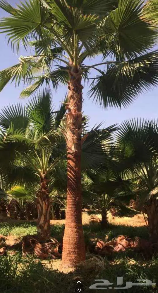 نخل واشنطني زينه واشنطونيا 7