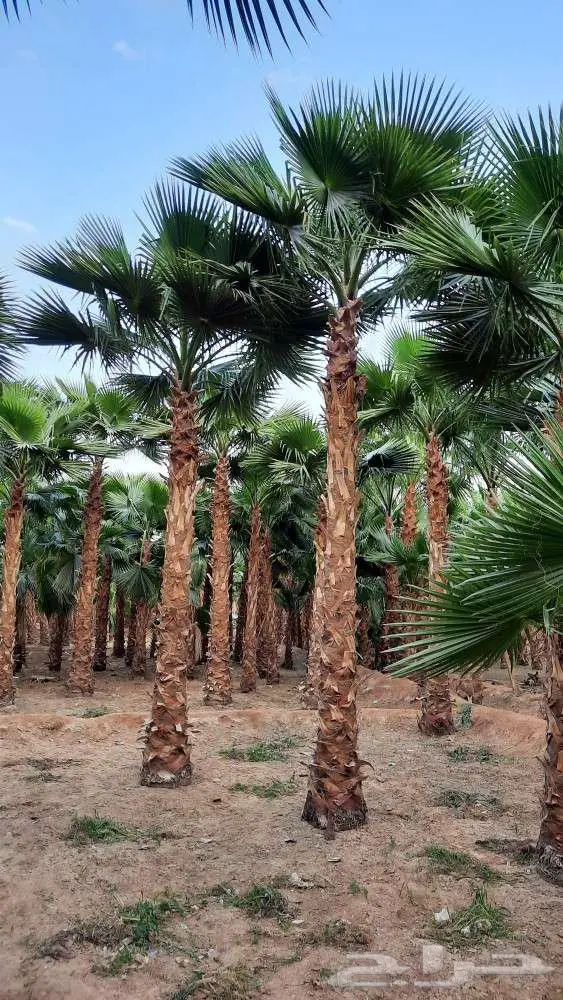 نخل واشنطني زينه واشنطونيا 0