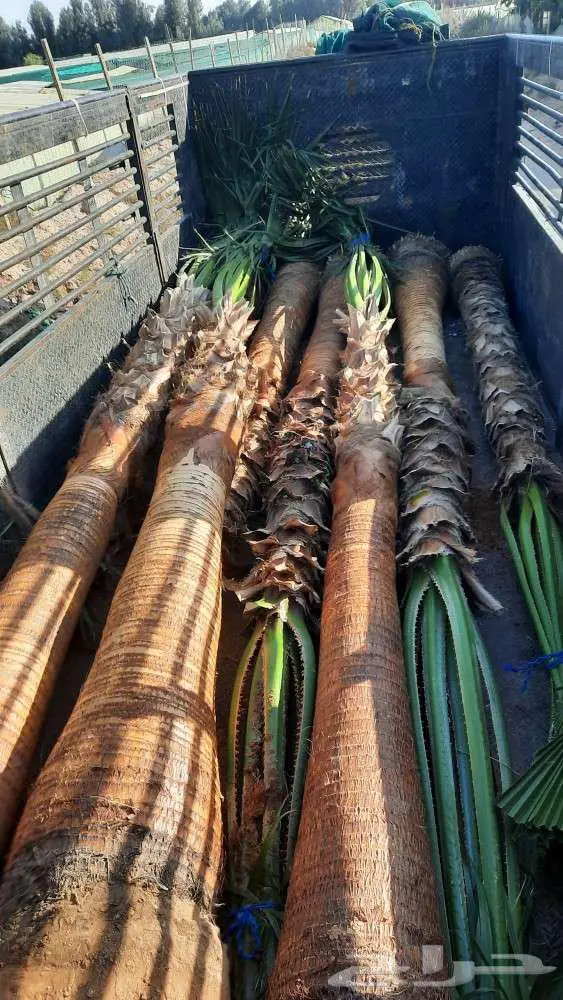 نخل واشنطني زينه واشنطونيا 1