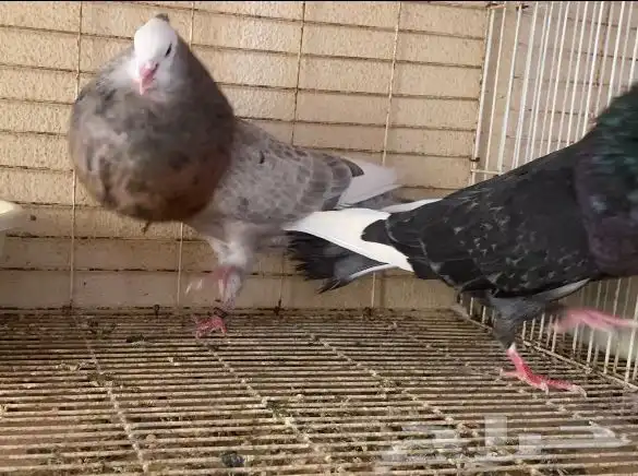 زوج نفاخ تورنيق 4