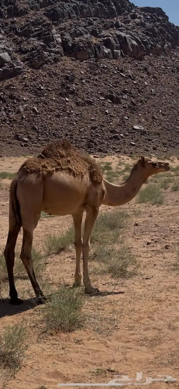 قعود وبكرة طيبات للبيع 0