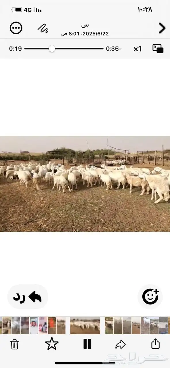 80 معها بهم 35 1