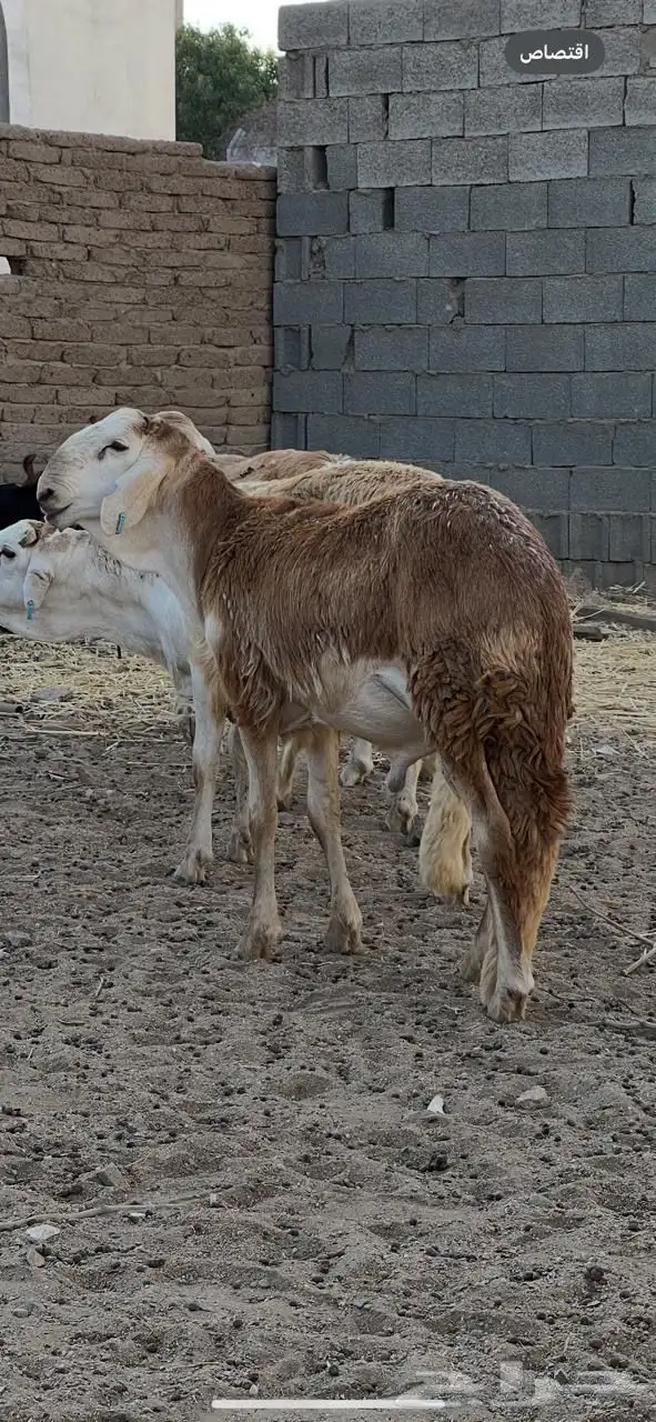 سواكن للبيع 1