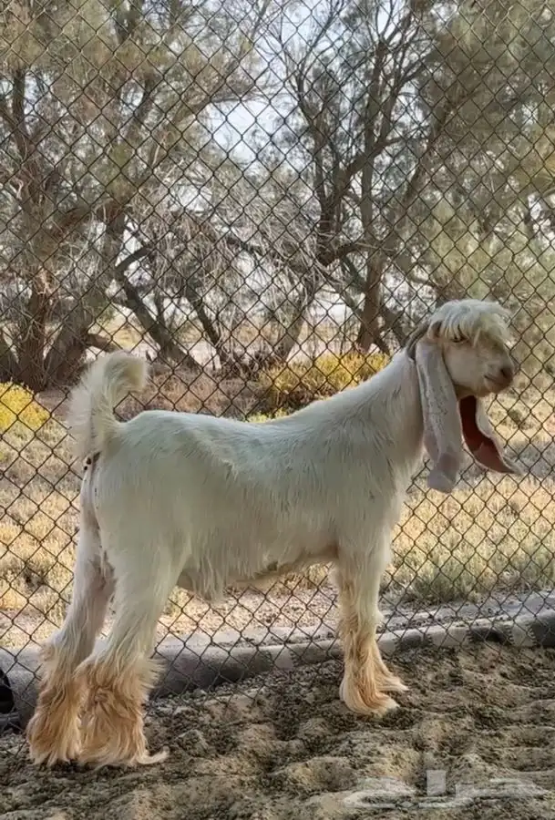 فحل عارضي اصفر 0