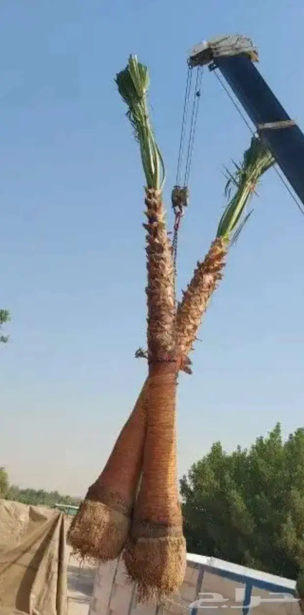 نخل واشنطني زينه واشنطونيا 12