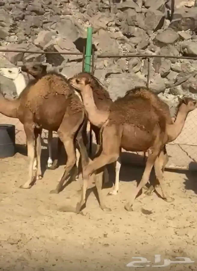 حشيان قعدان للبيع 7 0