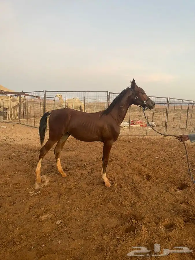 حصان عربي للبيع 0