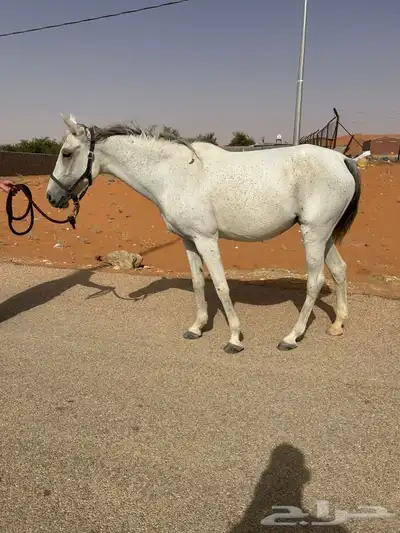 فرس شعبيه لقاح ثقيل حول ثلاثه أسابيع وتفلي 1
