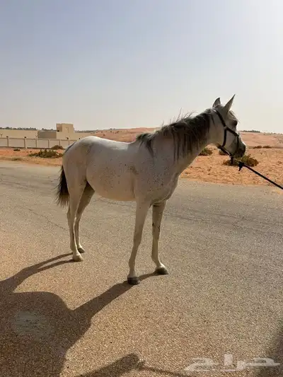 فرس شعبيه لقاح ثقيل حول ثلاثه أسابيع وتفلي 0