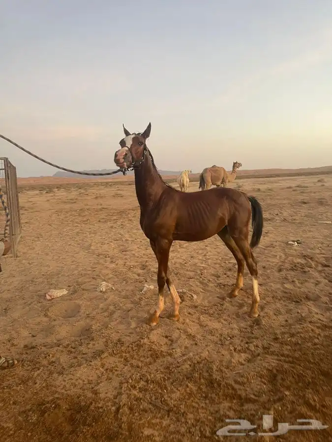 حصان عربي للبيع 1