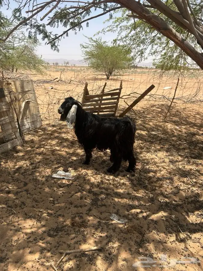 تيس طيب 4