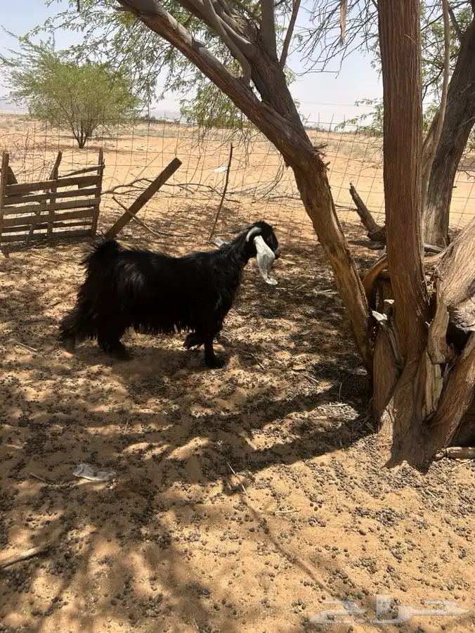 تيس طيب 1
