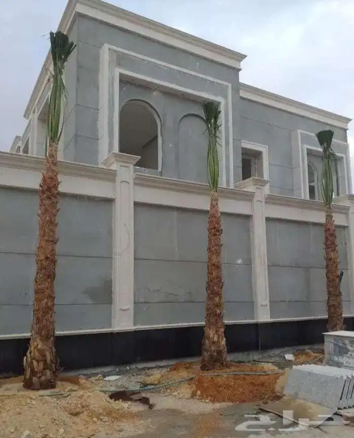 نخل واشنطني زينه واشنطونيا 9