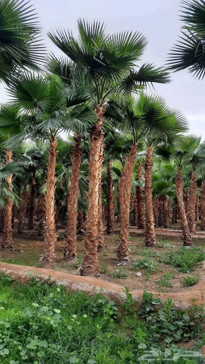 نخل واشنطني زينه واشنطونيا 4