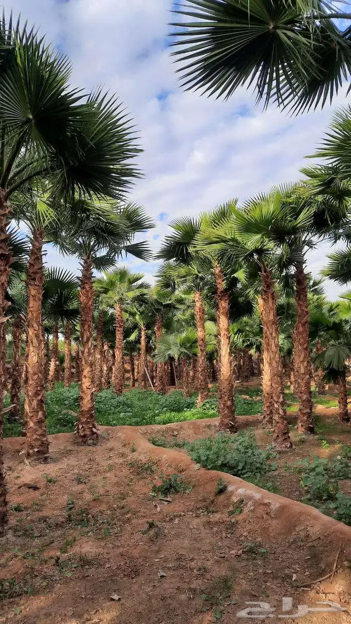 نخل واشنطني زينه واشنطونيا 3