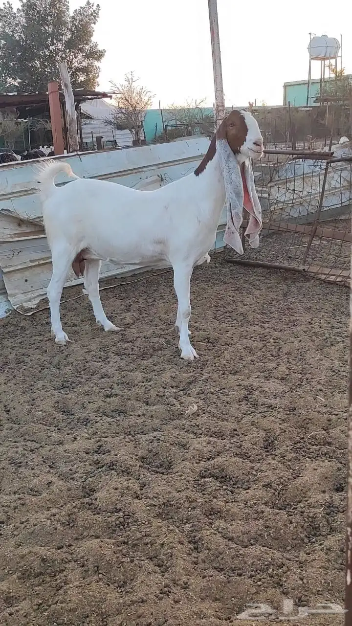 معزا هولنديات 4