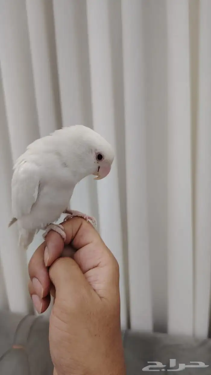 روز البينو 3