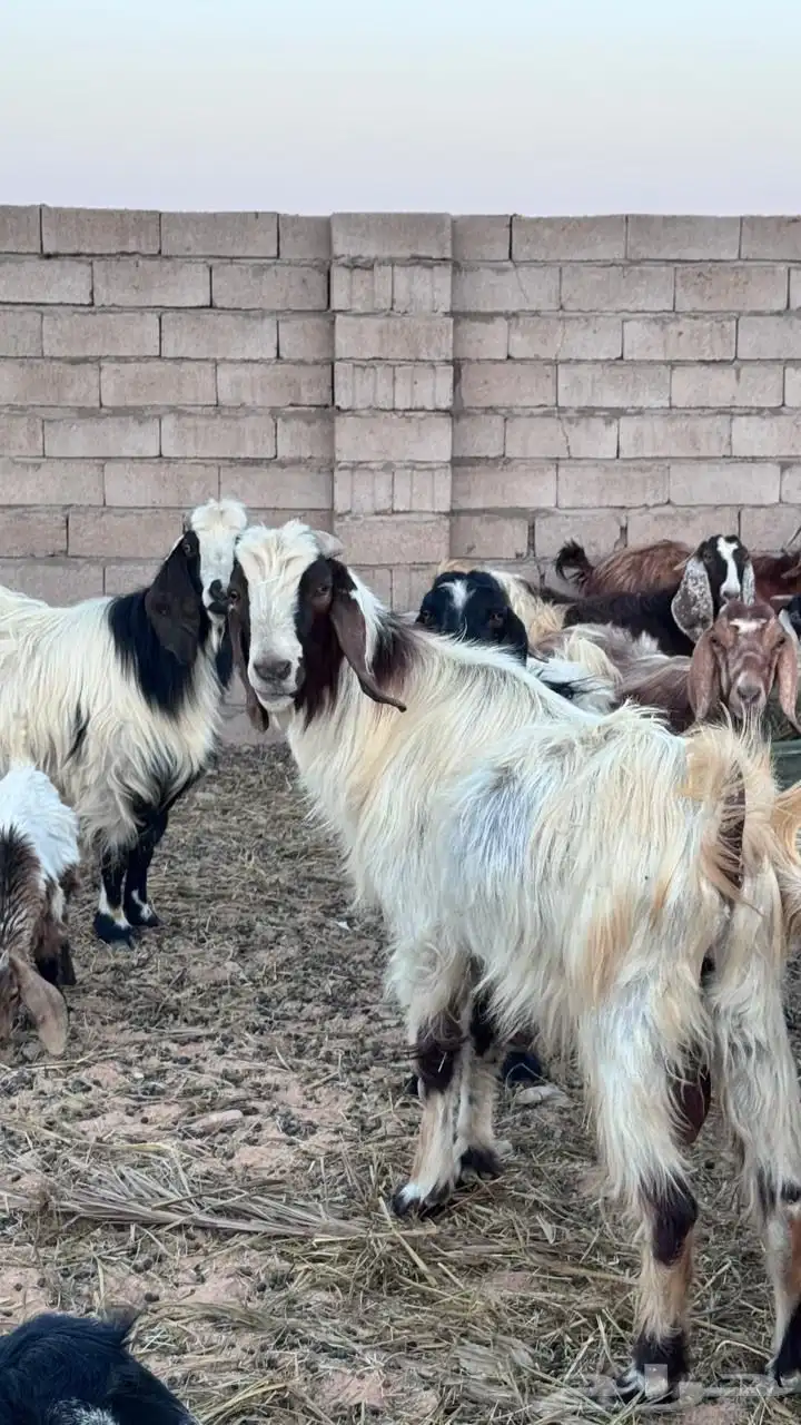 تيس فحل للبيع سنه سدس التيس طيب ماشاءالله لايجي غير الصامل 0