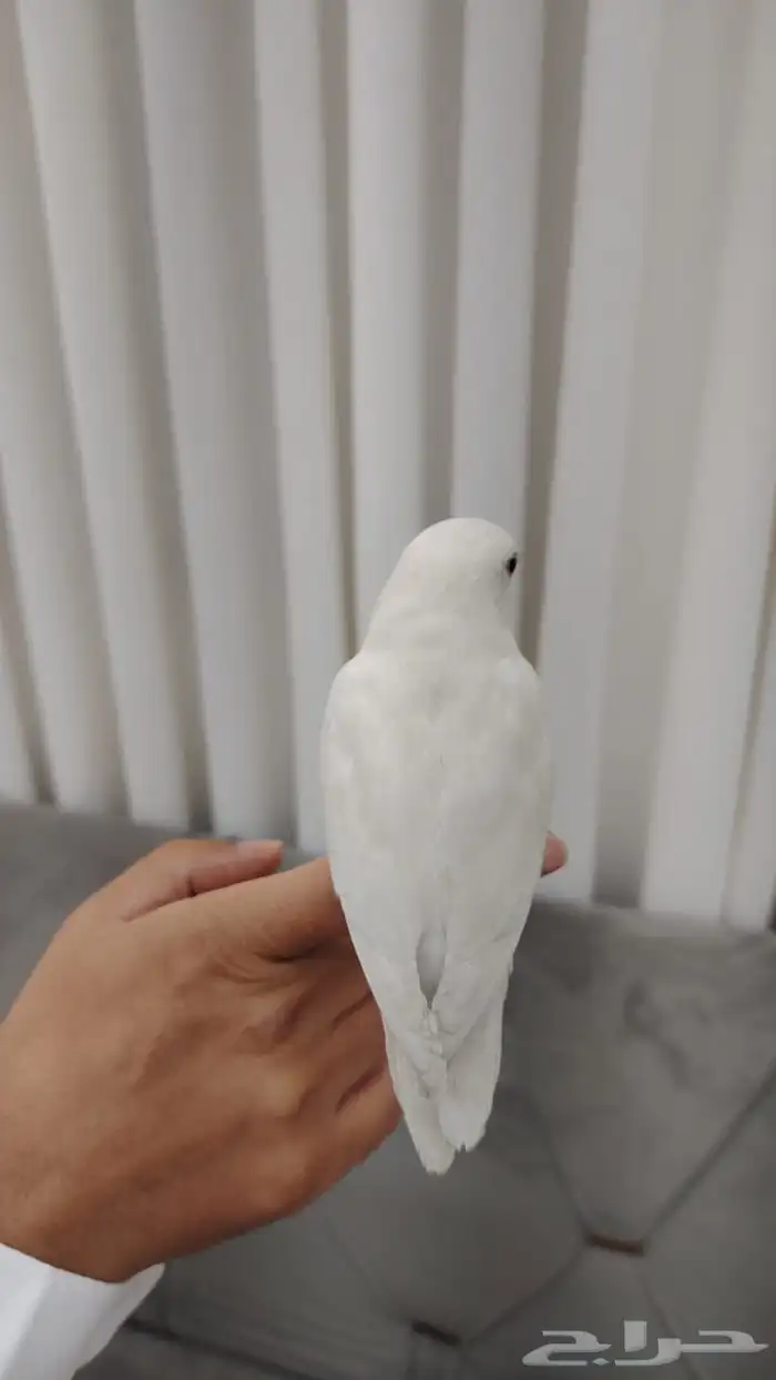 روز البينو 1