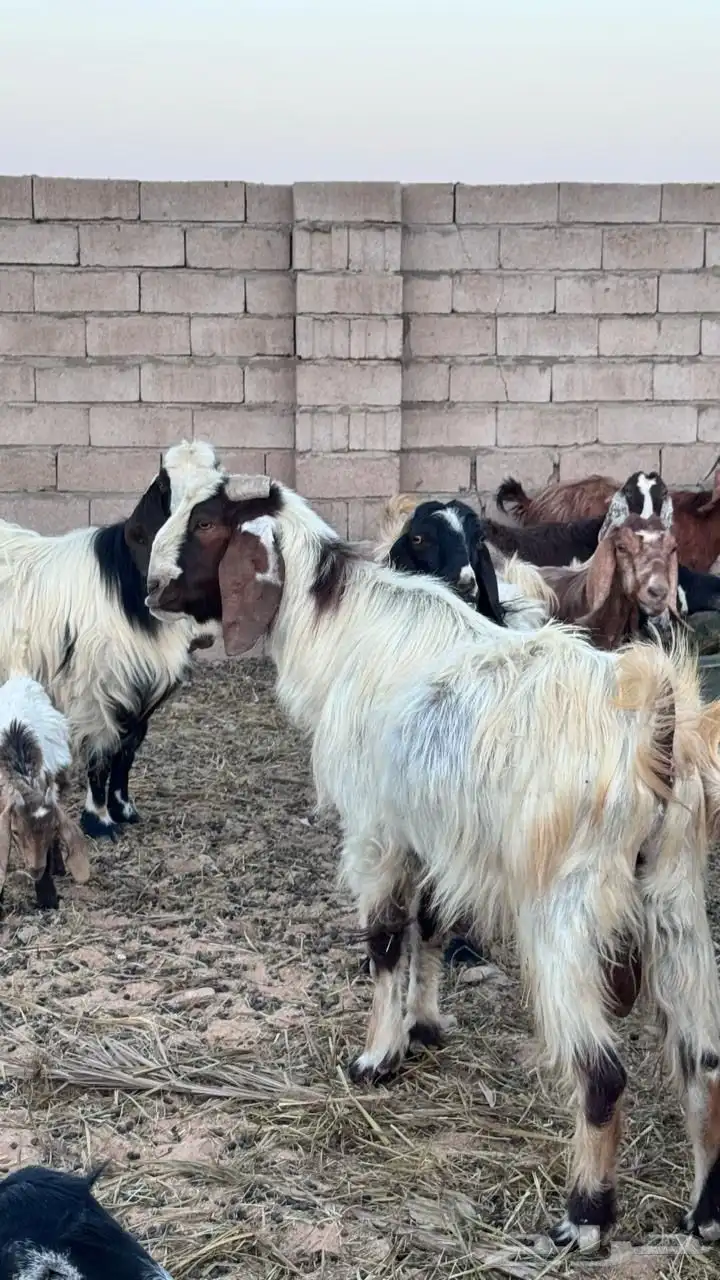 تيس فحل للبيع سنه سدس التيس طيب ماشاءالله لايجي غير الصامل 1