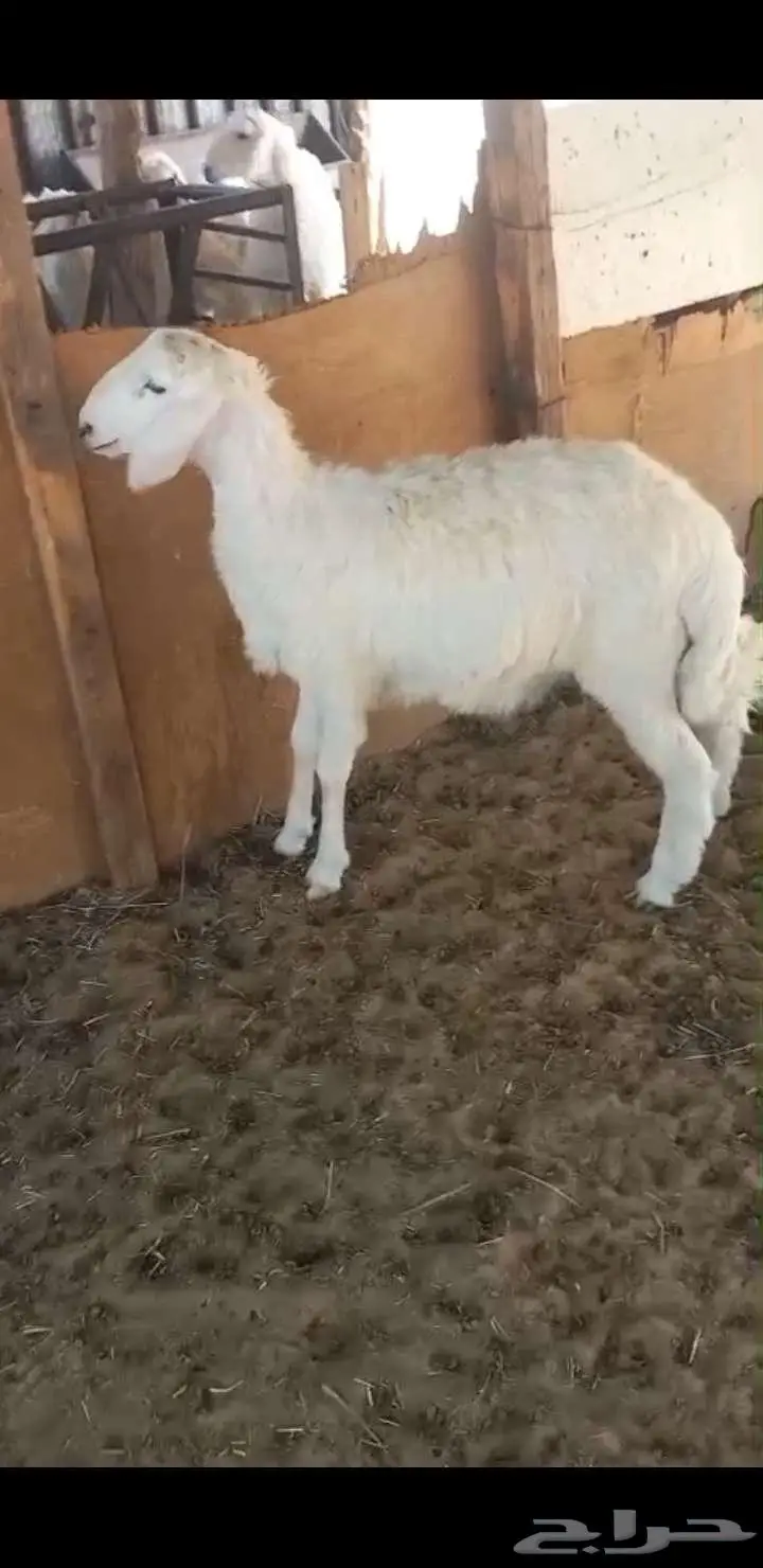 بقيق طريق الرياض كبري صلاصل 4