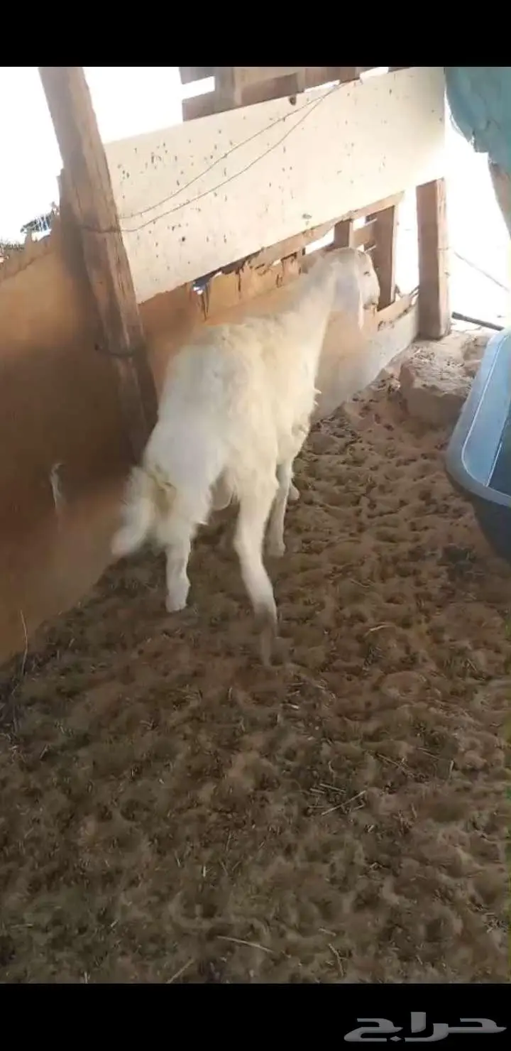 بقيق طريق الرياض كبري صلاصل 2