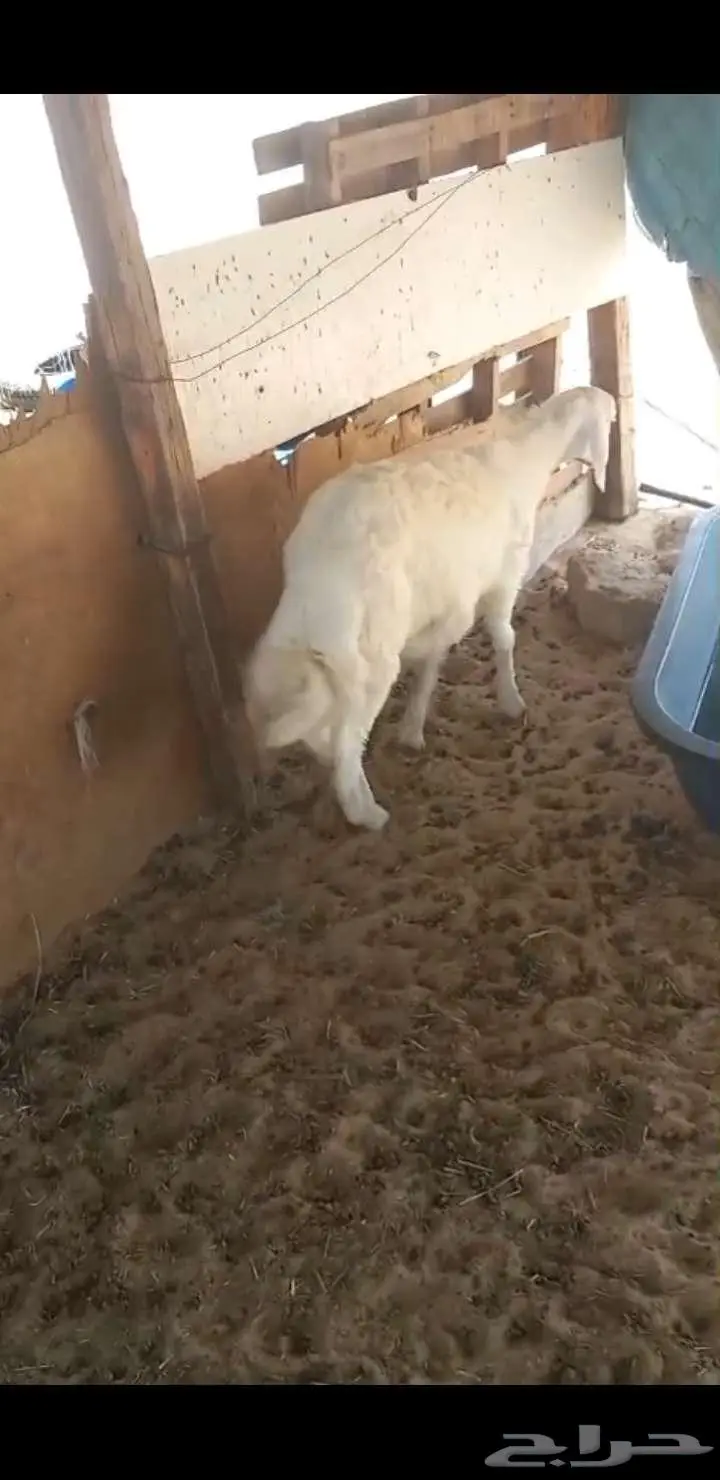 بقيق طريق الرياض كبري صلاصل 1