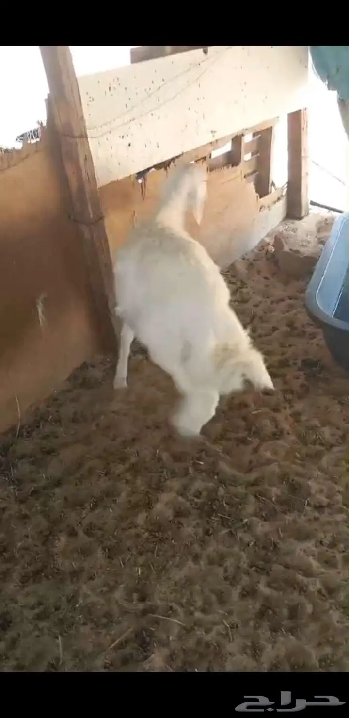 بقيق طريق الرياض كبري صلاصل 0