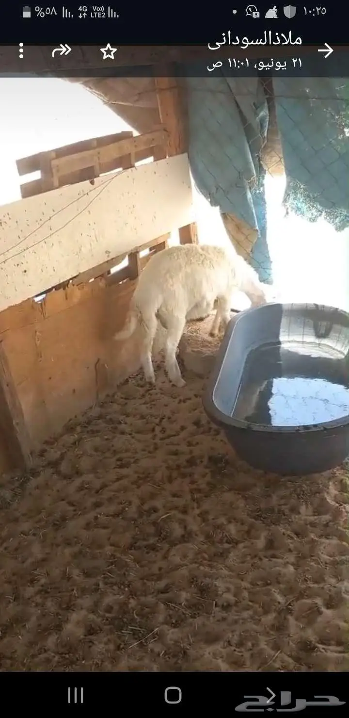 بقيق طريق الرياض كبري صلاصل 3