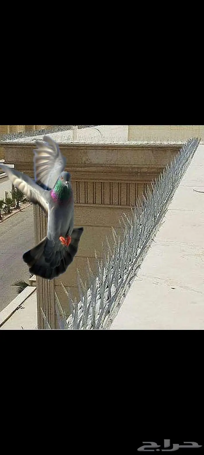 تركيب طارد حمام شبك واشواك 0