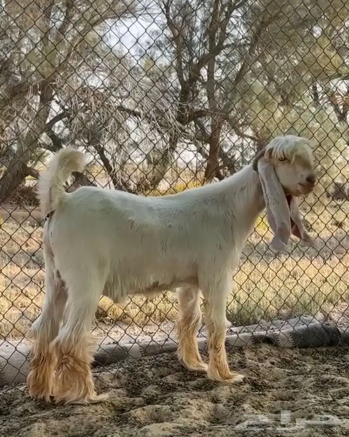 فحل عارضي اصفر 2