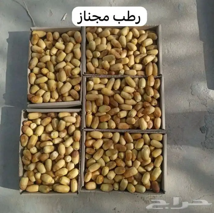 رطب غر ورطب مجناز حساوي 1
