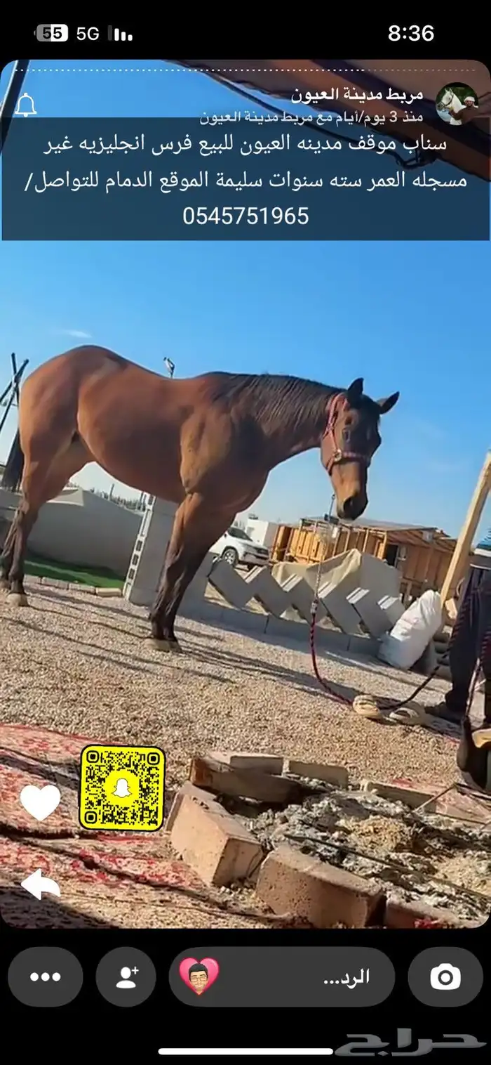 غرف إيواء للخيل 2