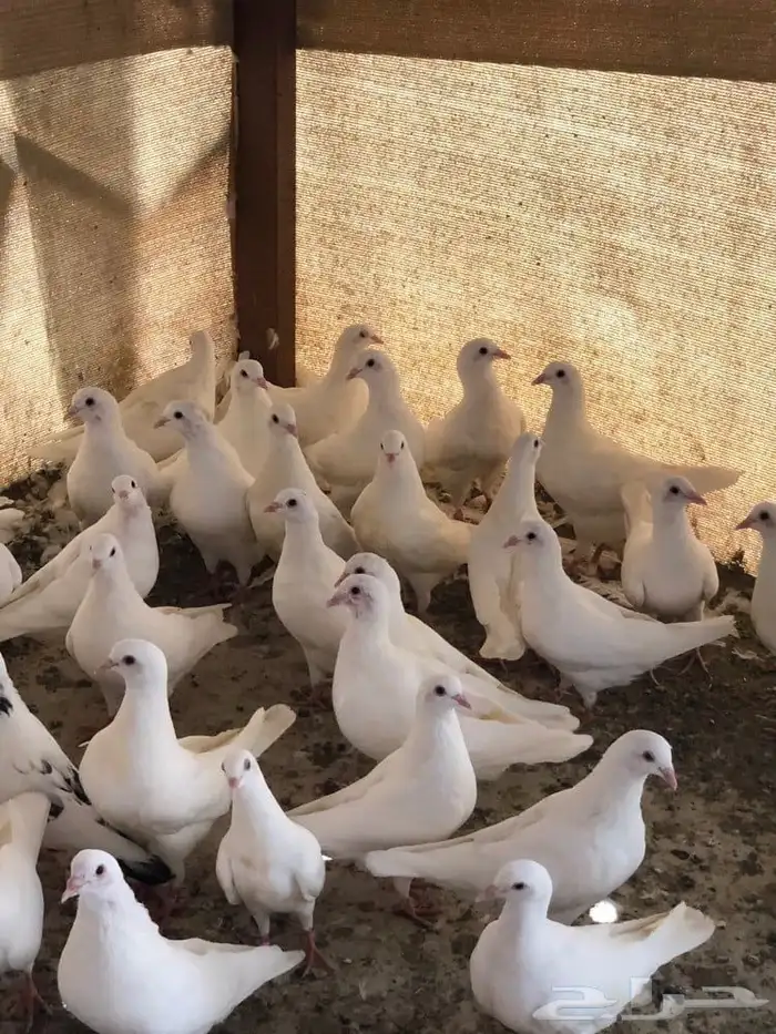 حمام فرنسي املج أملج 0