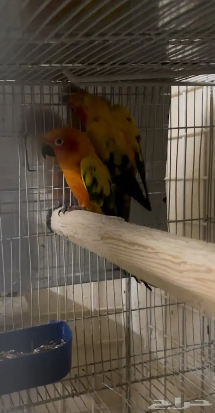 جوز صن كنيور منتج معه فرخ ((( تم البيع تم البيع ))) 1