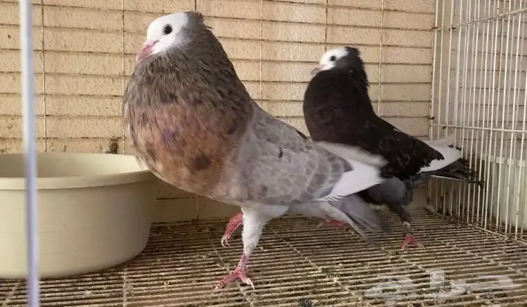 زوج نفاخ تورنيق 0