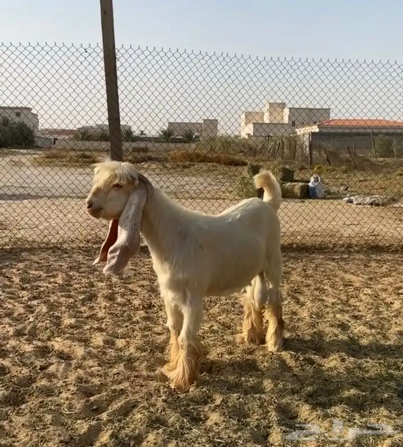 فحل عارضي اصفر 3