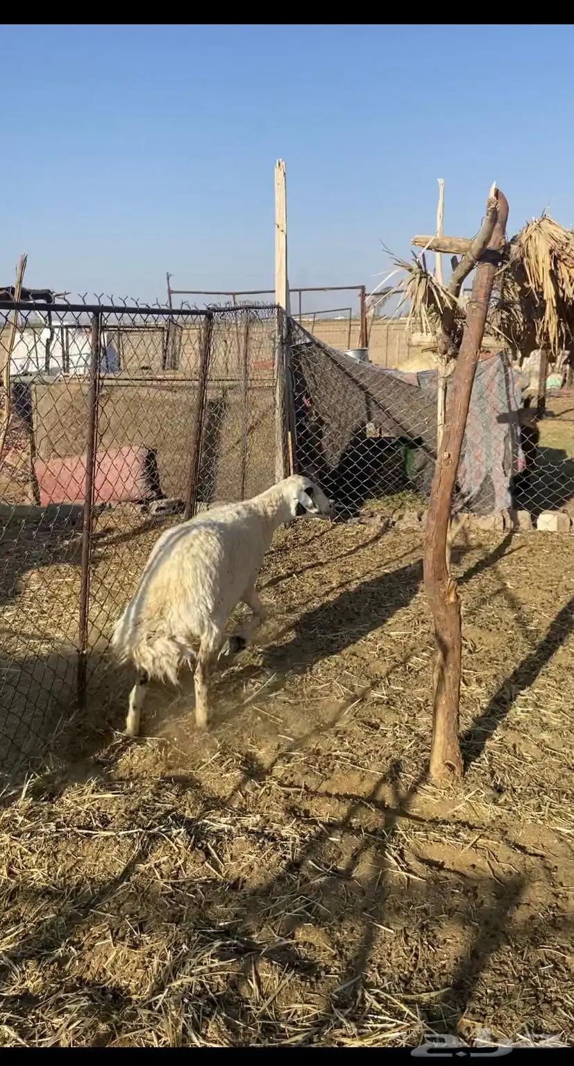 حريه حرشا بريه 0