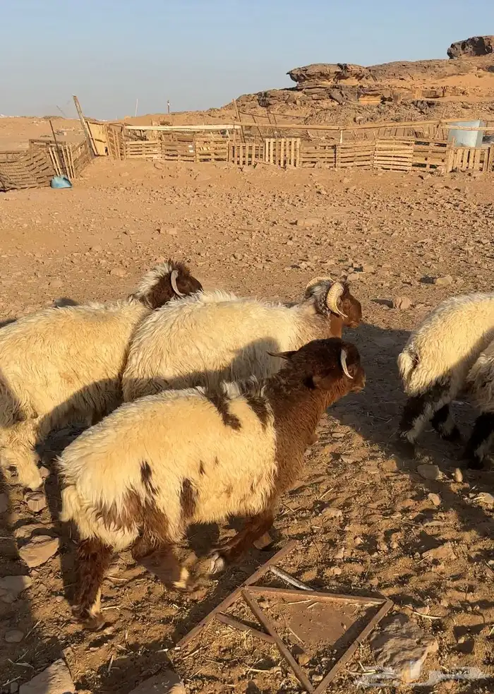 خرفان نعيم 5