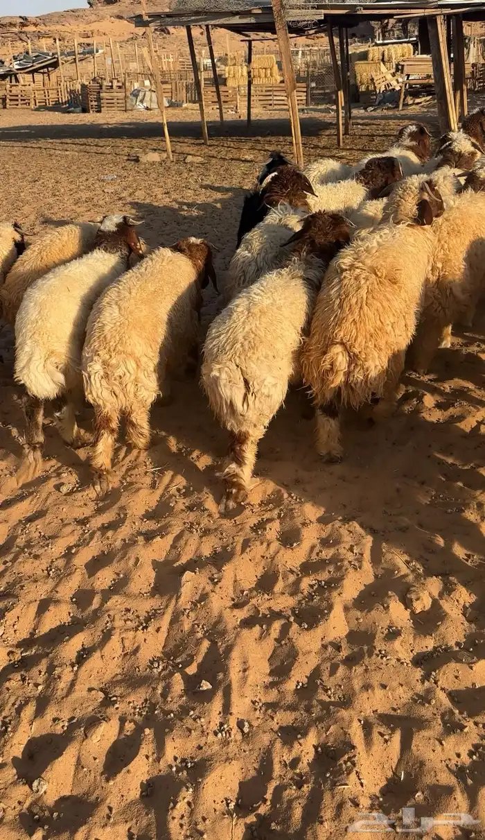خرفان نعيم 1