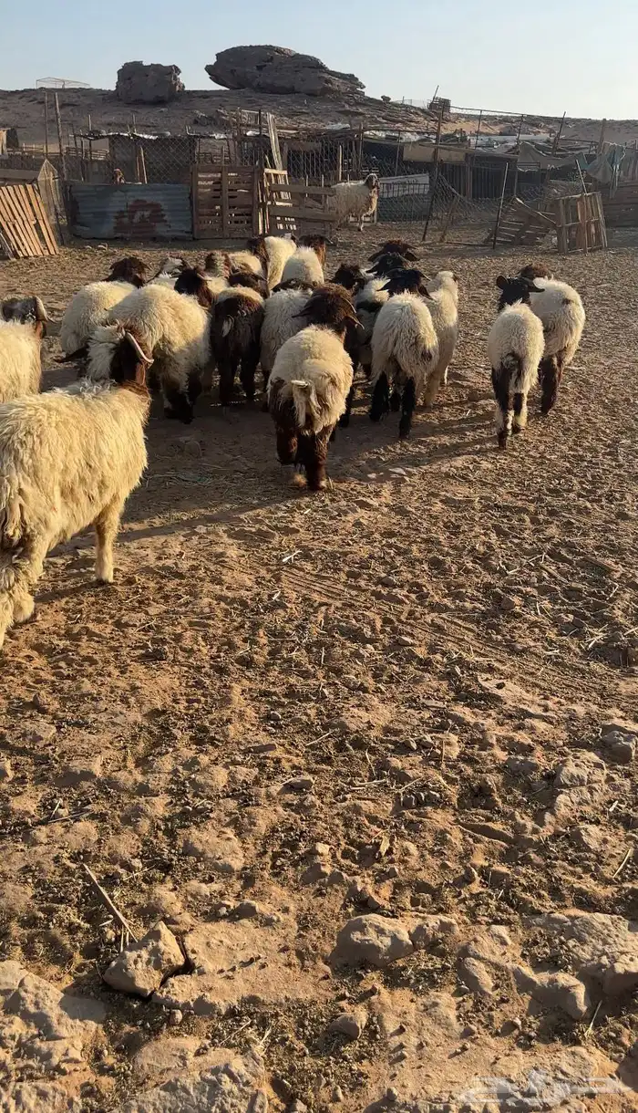 خرفان نعيم 2