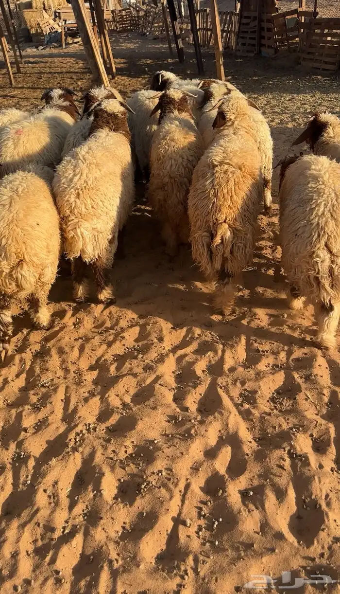 خرفان نعيم 0