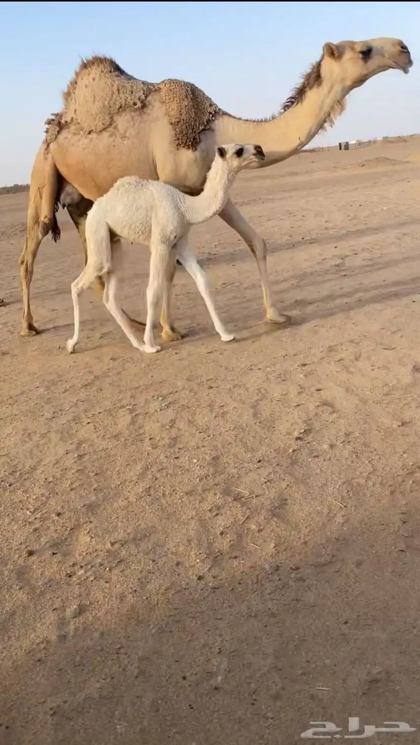 ناقه خلقه شقحاء طيبه 0