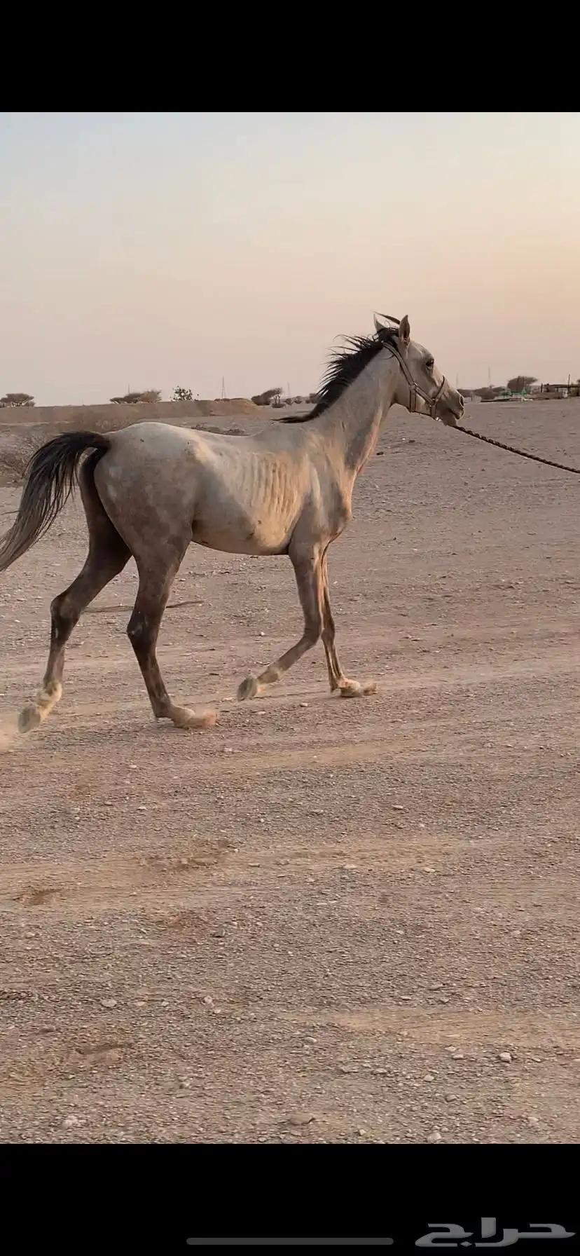 خيل شعبي العربي اصيل صحته شرط سليمه 3