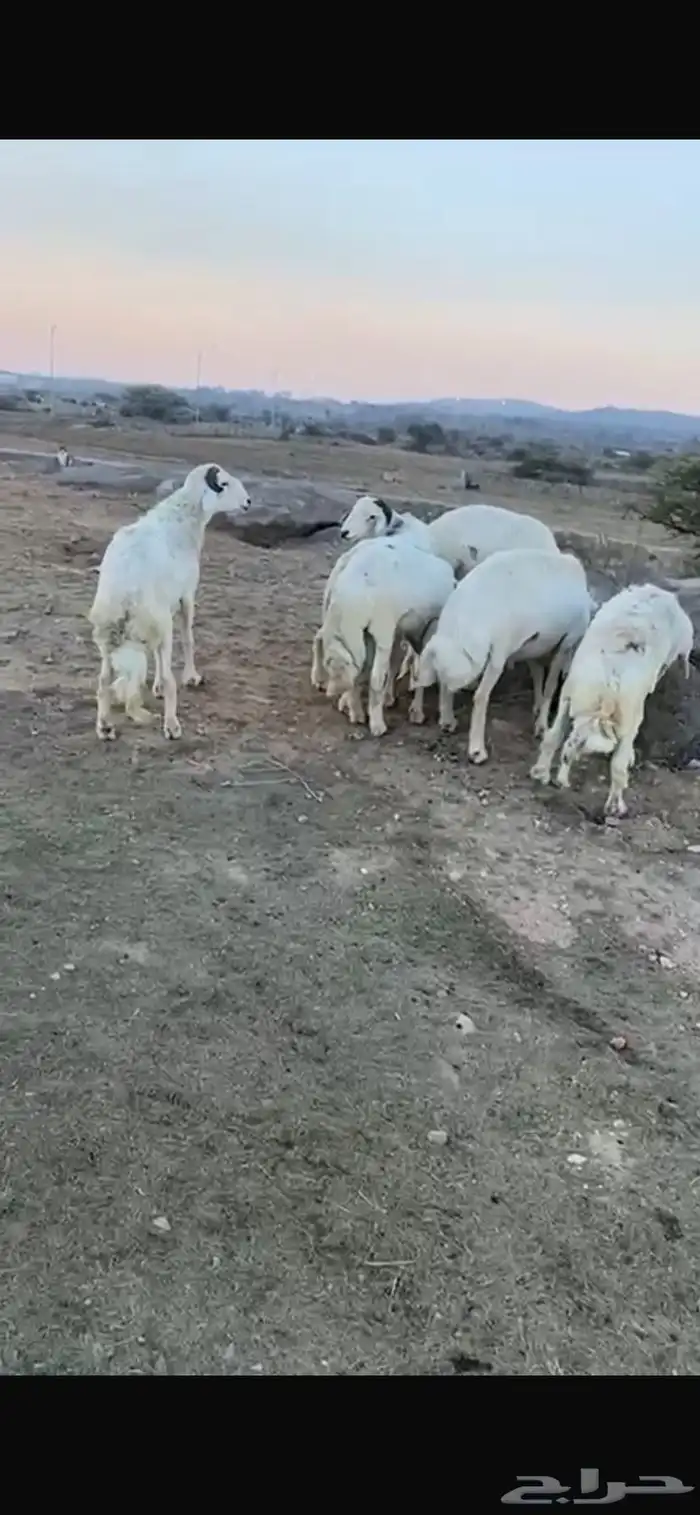خرفان للبيع حرية 0