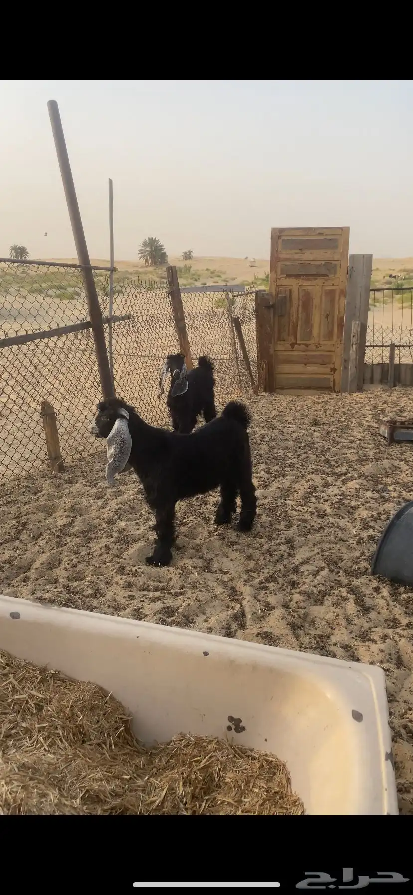 تيس وجفره طيبات 0
