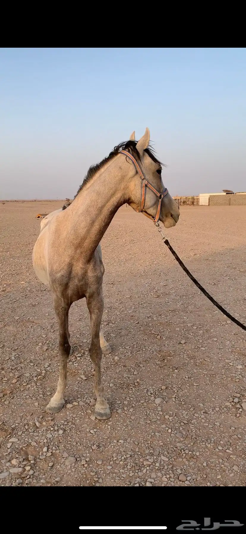 خيل شعبي العربي اصيل صحته شرط سليمه 2