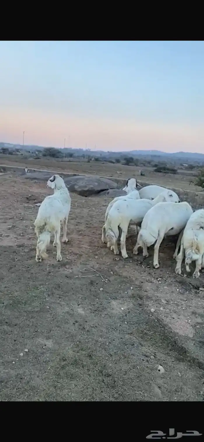 خرفان للبيع حرية 1