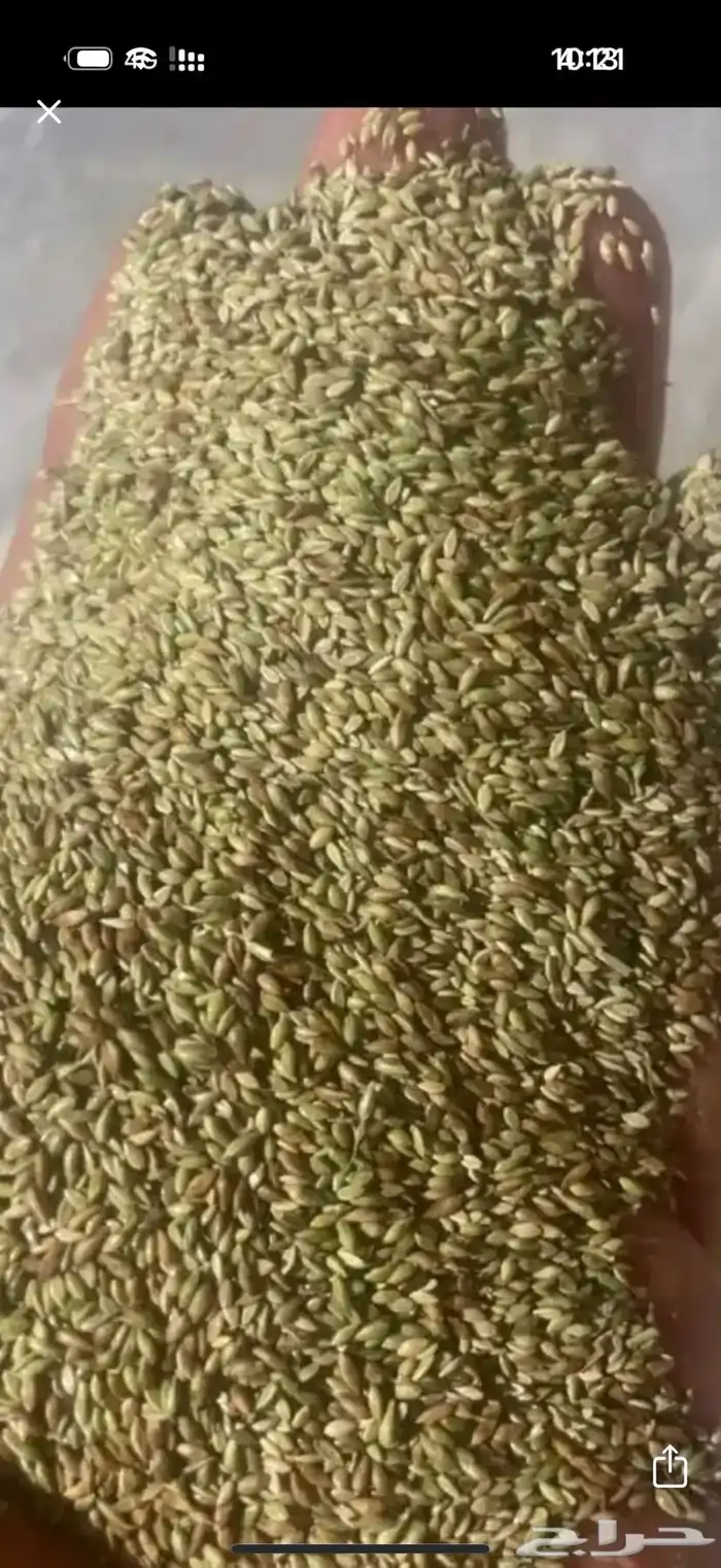 بذور بلوبنك وبذور رودس وذره 0